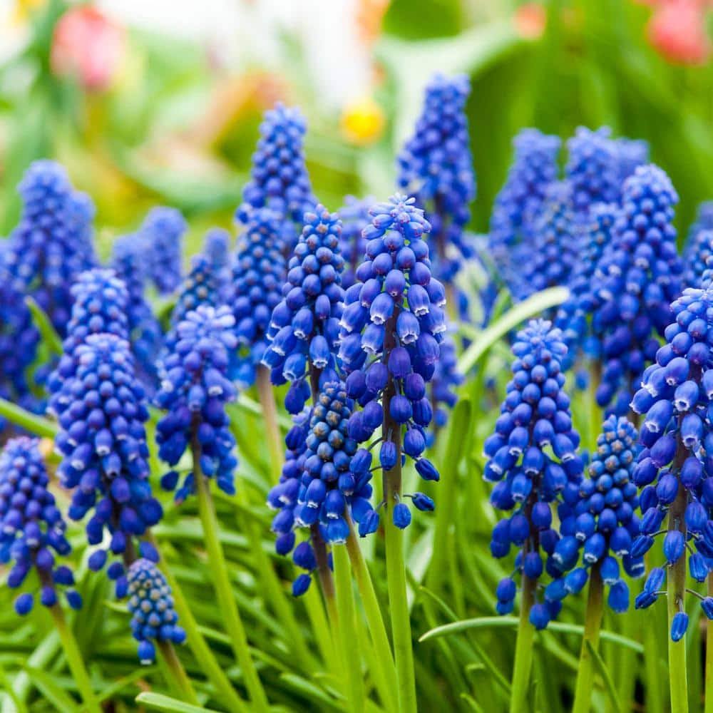 Van Bourgondien Blue Grape Hyacinth Super Sak, Dormant Spring Flowering Bulbs, Set of 50 Bulbs