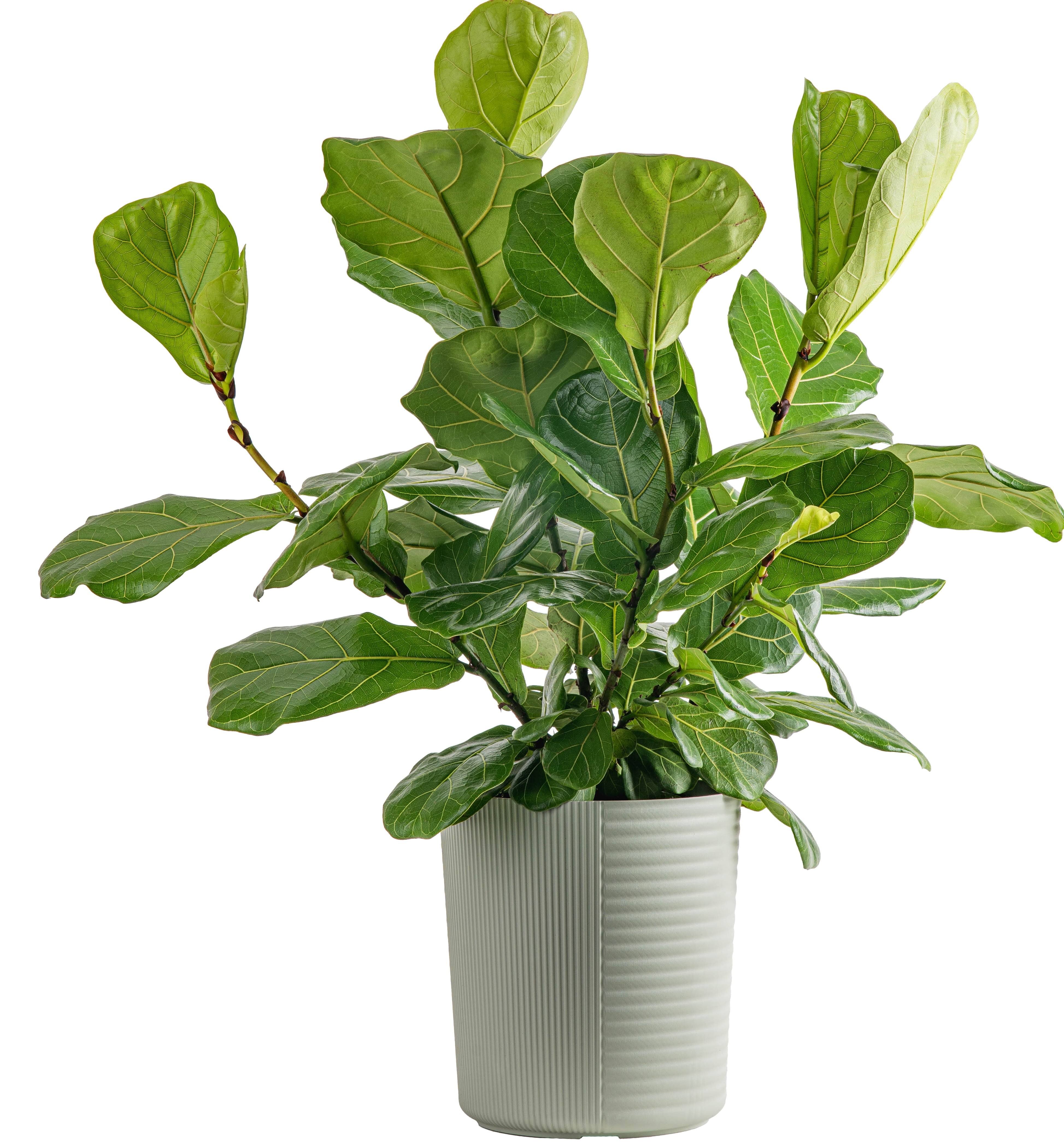 Costa Farms Plants with benefits Live Indoor Fiddle Leaf Fig Plant in Pot - Green - 10 in