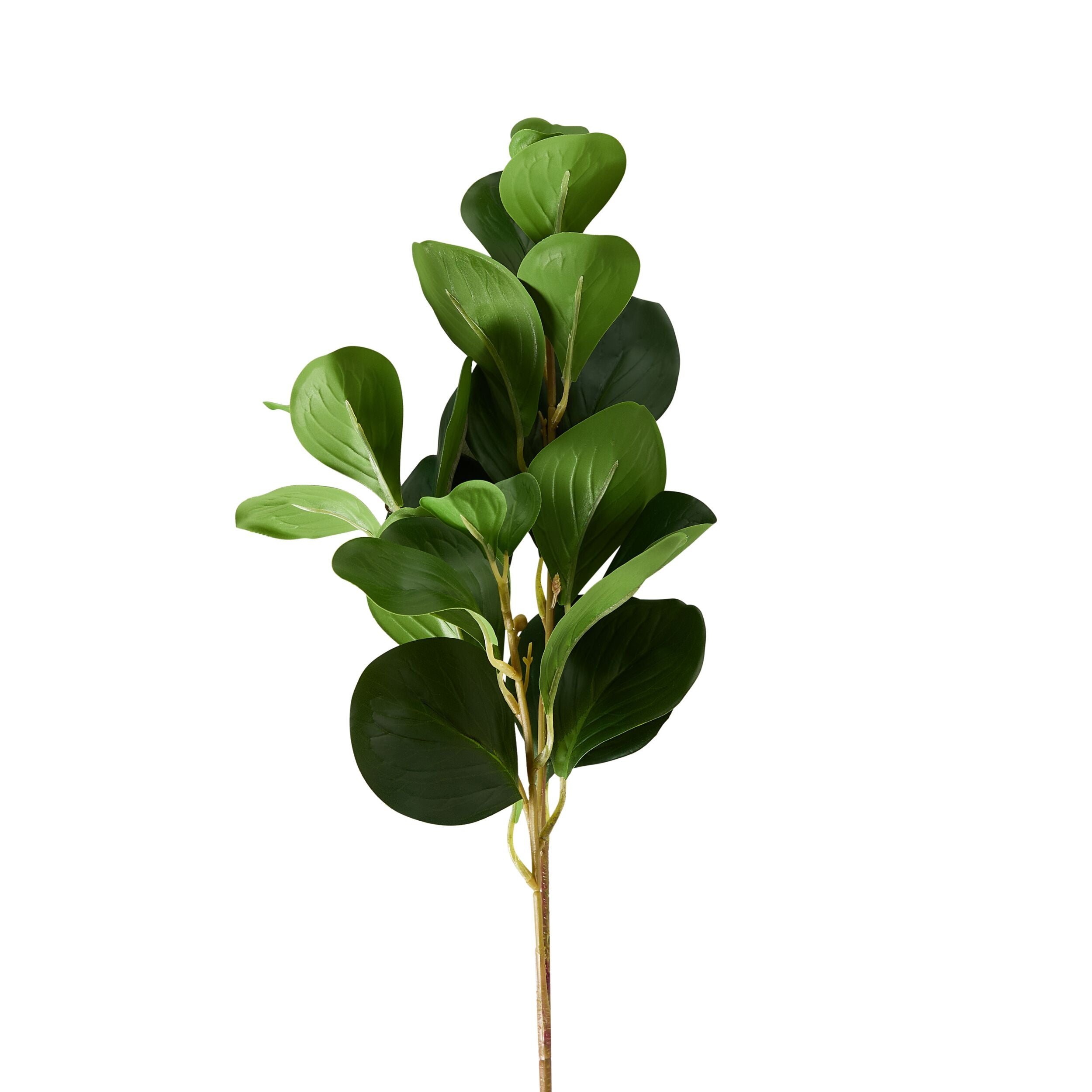 Bloomery Ficus Leaf Stem 68cm