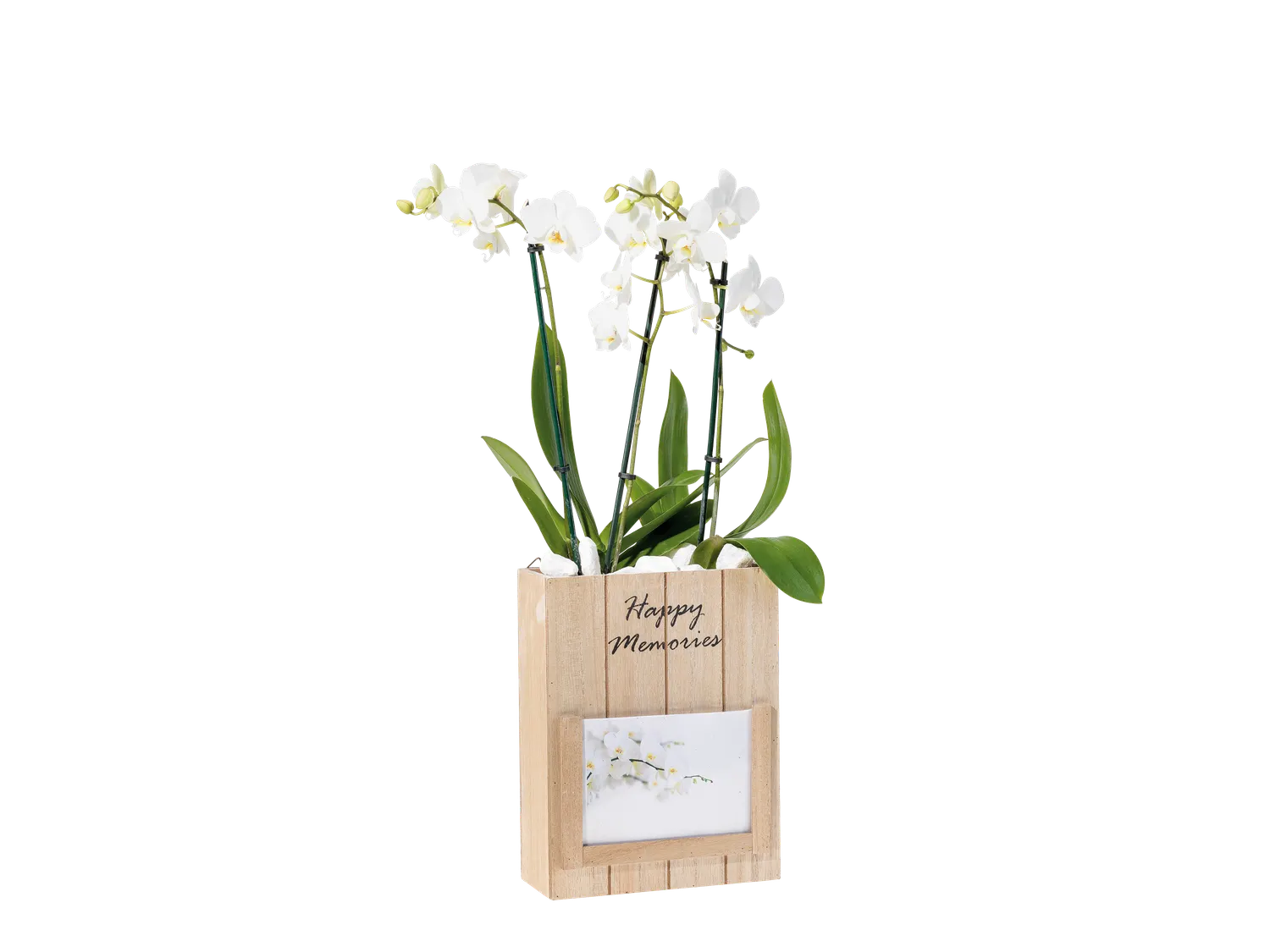 Orchide cadre photo