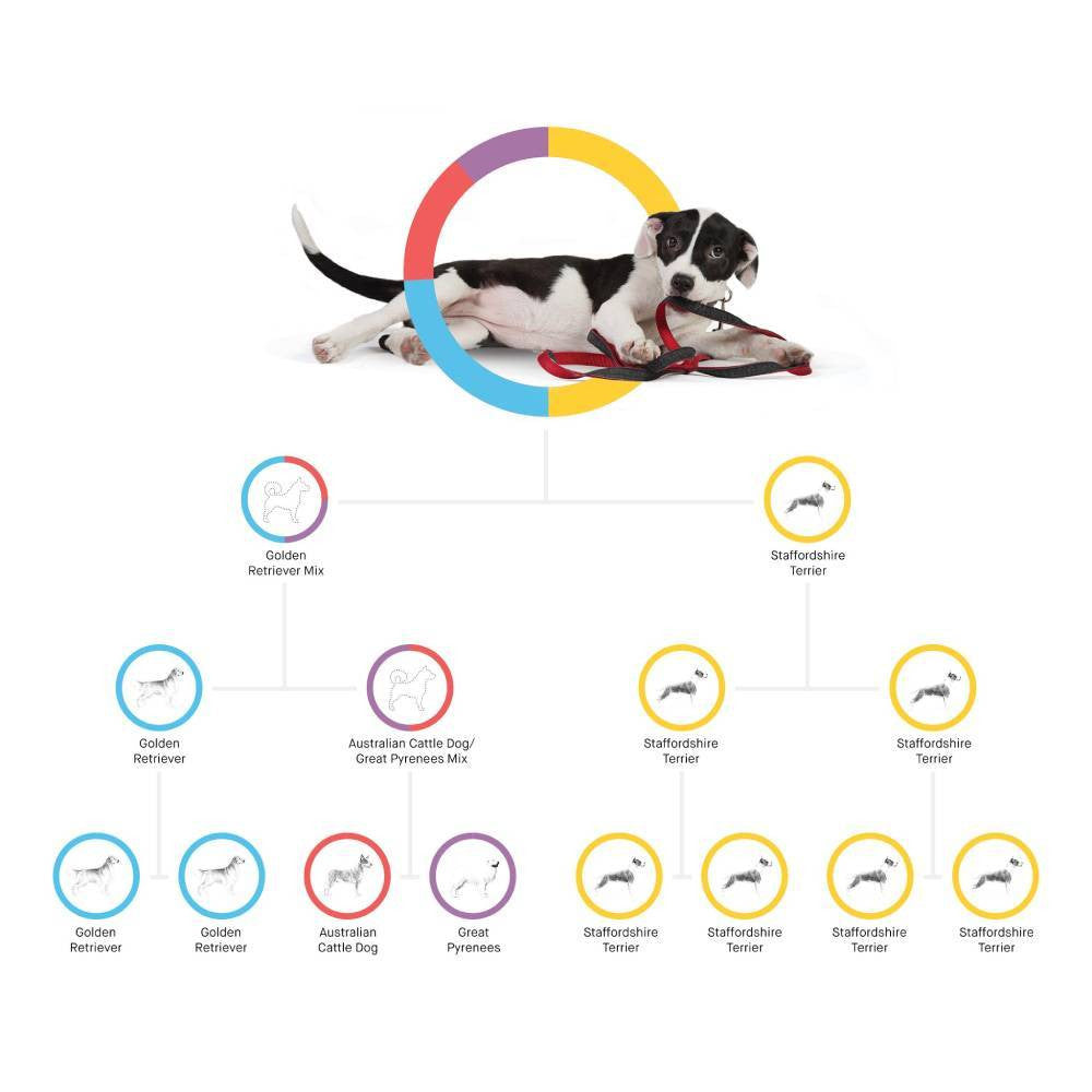 Test ADN canin Embark, kit d'identification de race