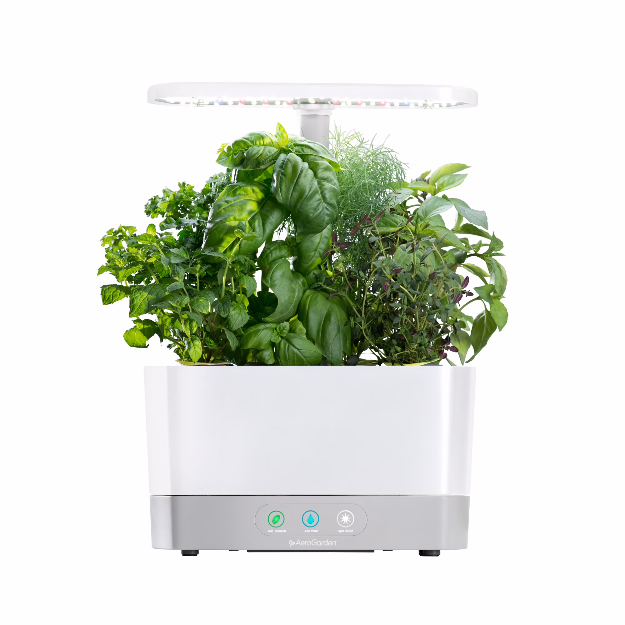 Harvest, White with Gourmet Herbs Seed Kit(White)