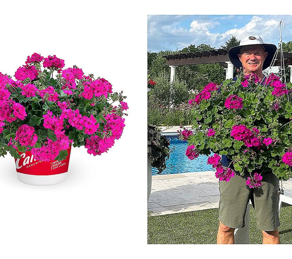 Roberta's 4-Piece Caliope Cascade Violet Geranium Plants