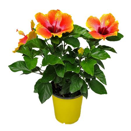 Tropical Plants of Florida 10 inch to 14 inch Fiesta Hibiscus BUSH; Colors Include Red, Orange, Yellow, Pink