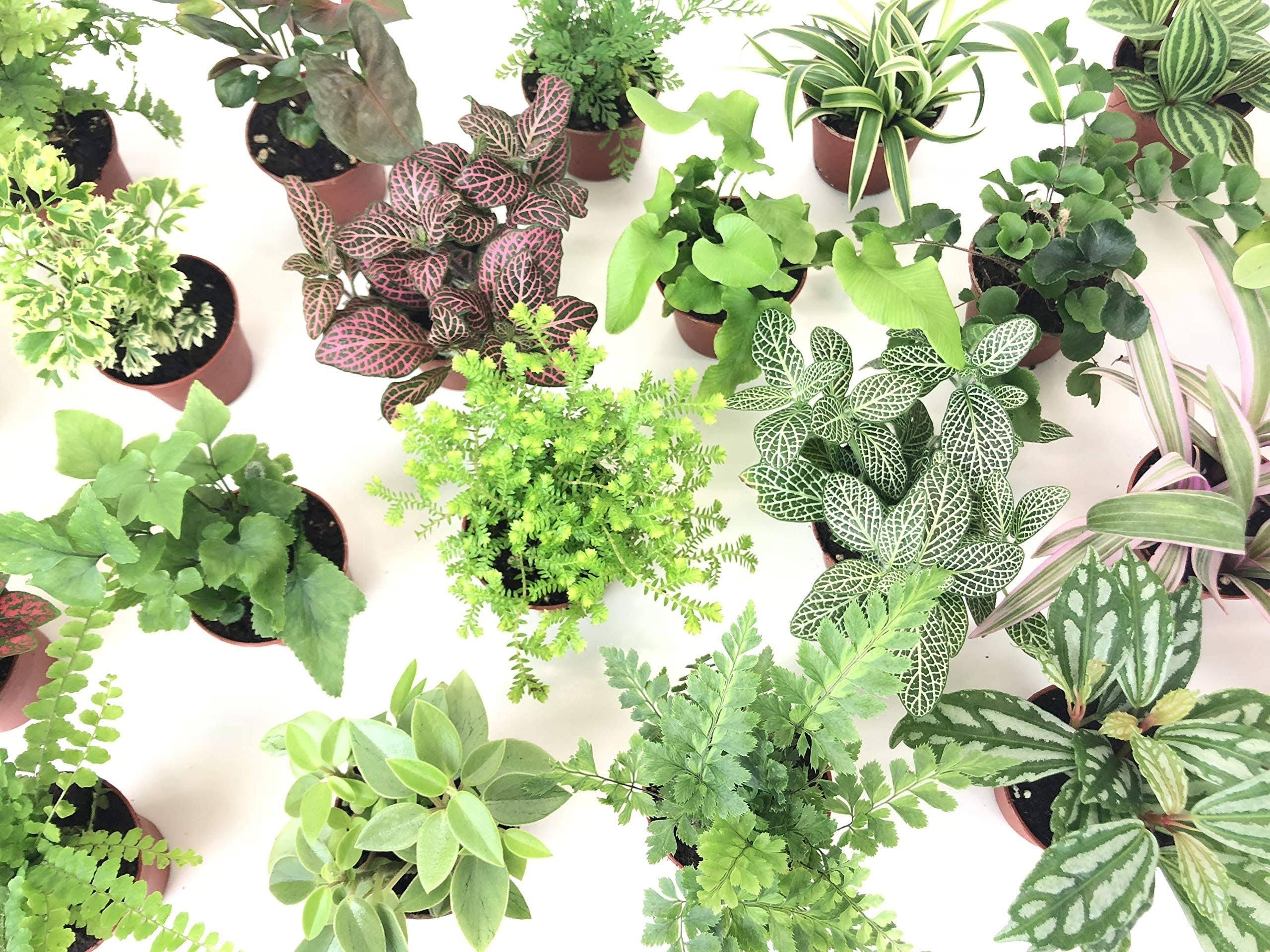 Optiflora Mini Terrarium Plants (6 Plants) (2 Pots) Fairy Garden Plants Assorted Varieties
