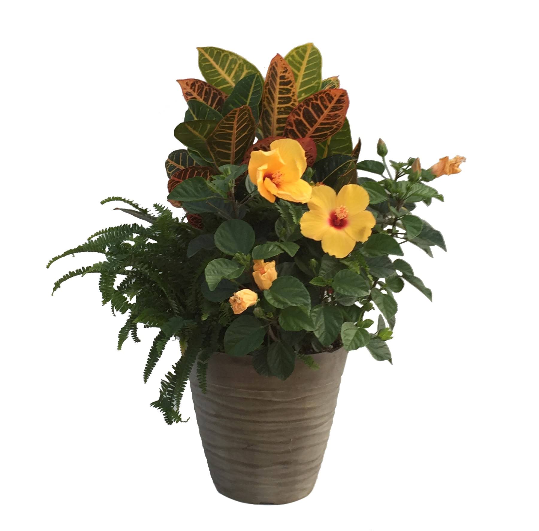 Lowe's Tropical Combo in 3-Gallon (S) Planter | Nursery