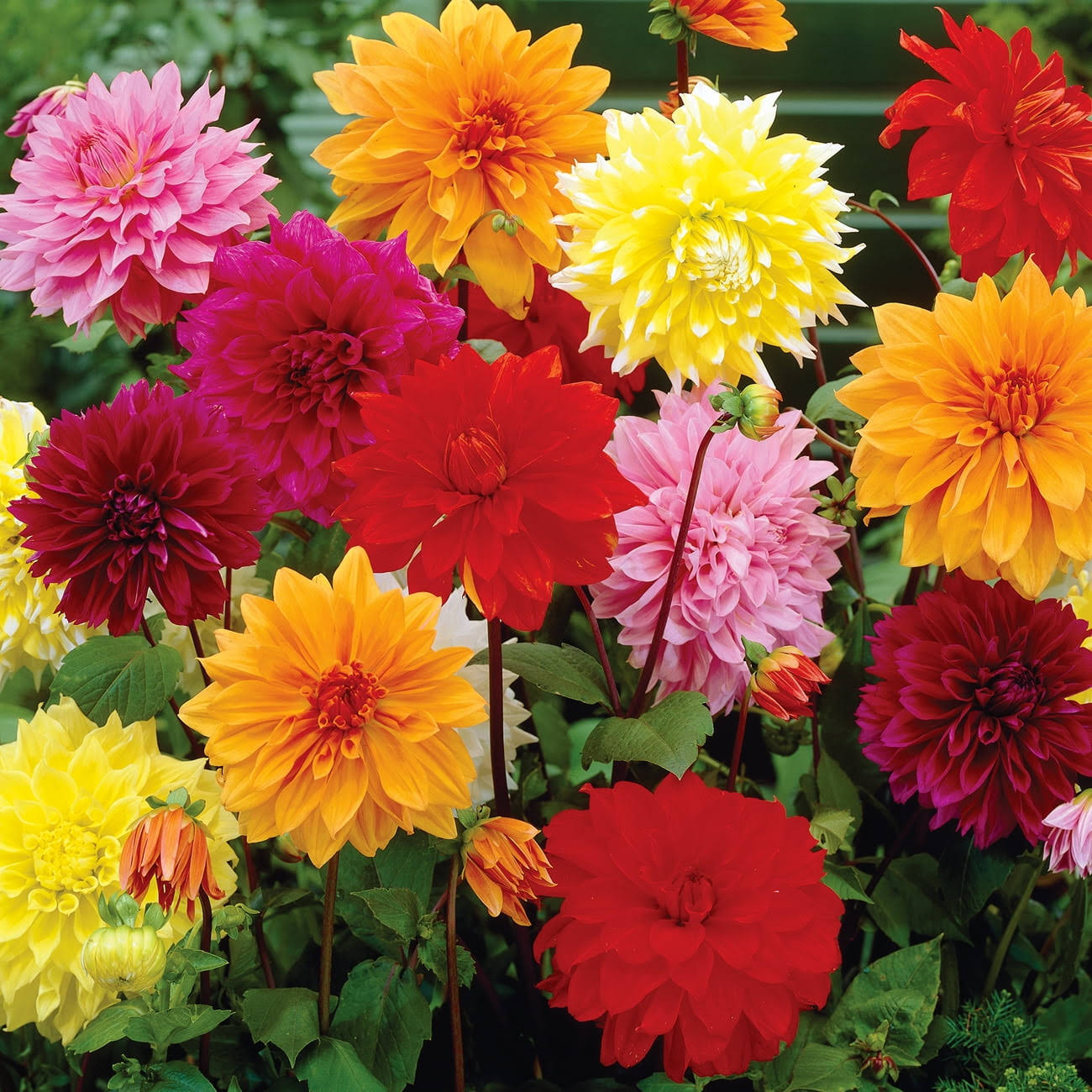 Van Zyverden Dahlia Dinnerplate Mix Dormant Bulb Full Sun, Multi-Color, 736830