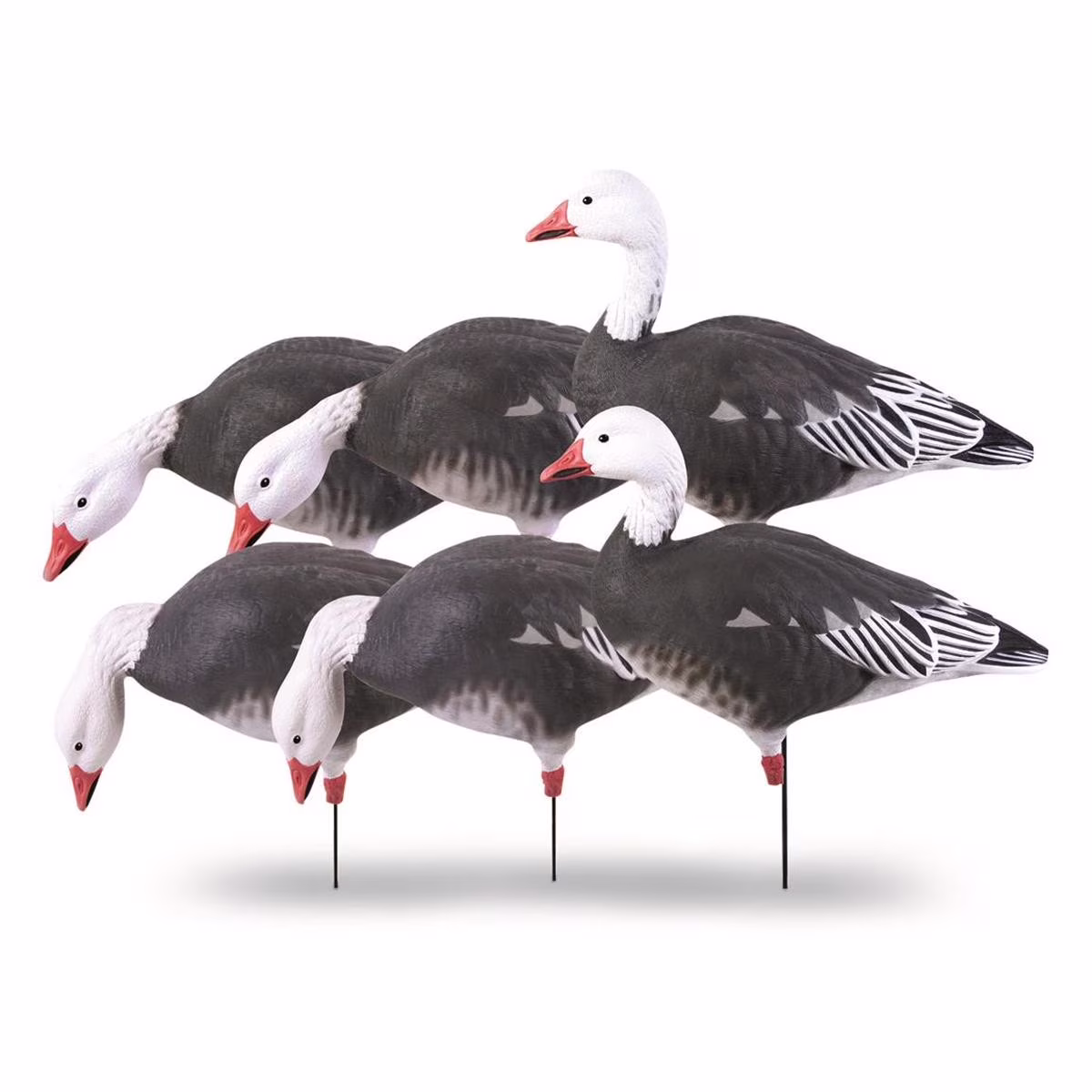 Pro-Grade Full Body Blue Goose Harvester Pack, Decoy 6 Pack