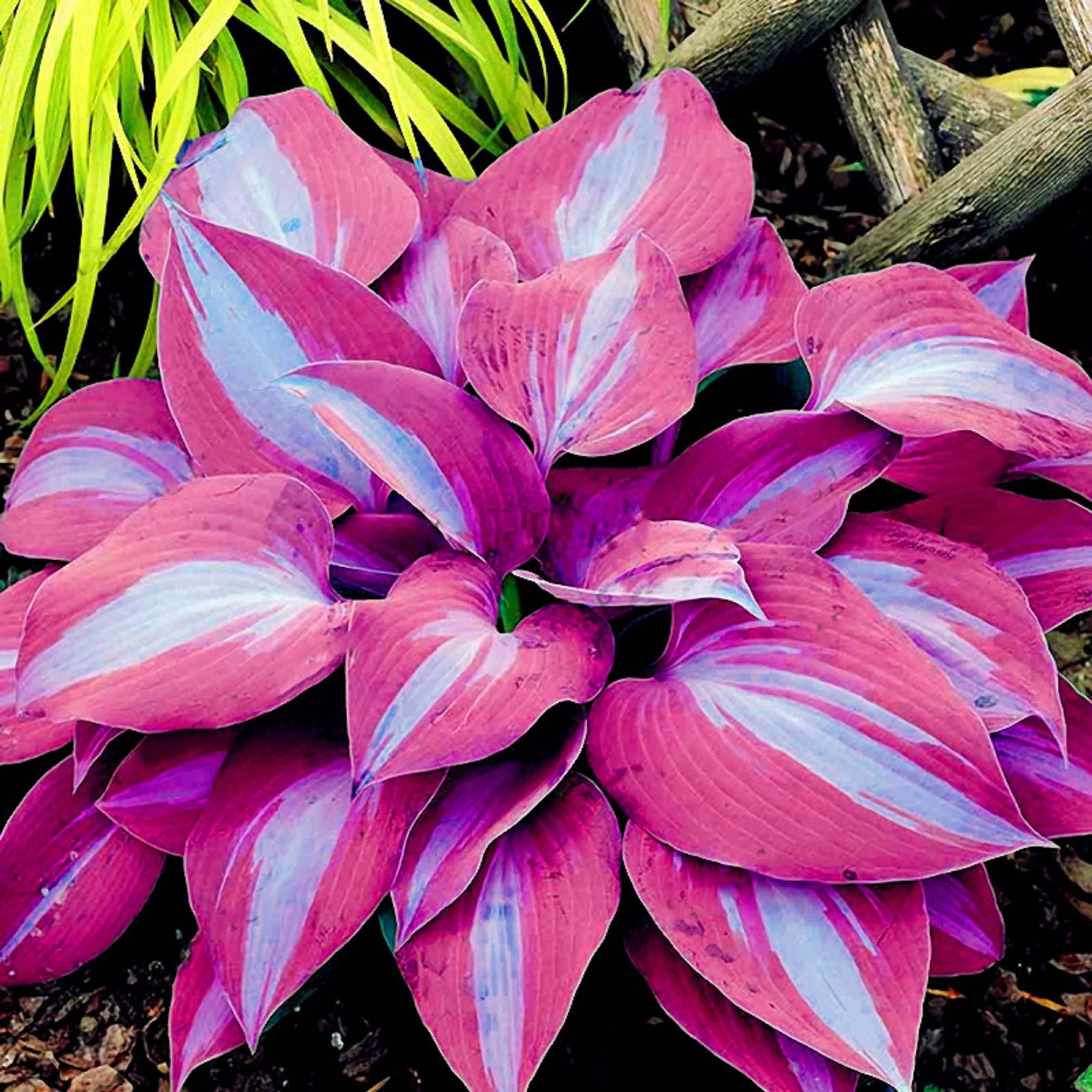 CHUXAY Garden 100 Seeds Purple Blue Hosta Plantaginea-Fragrant Plantain Lily,August Lily Drought Tolerant Low-Maintenance Fragrant Grows in Garden