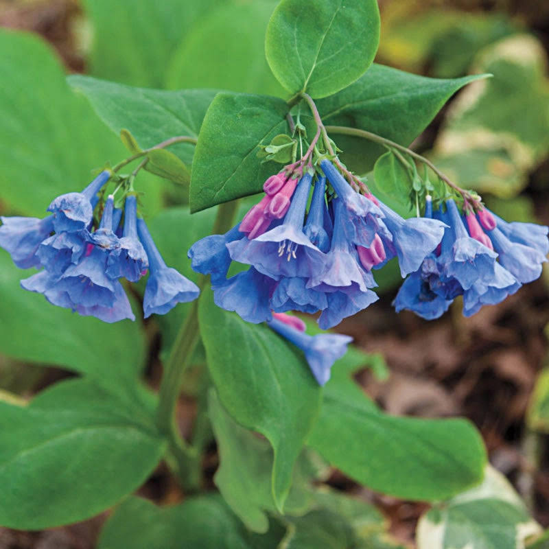 Michigan Bulb Company Virginia Bluebells | Zone 3-9 | Blue | 12 - 24 inches | Partial Shade | Full Shade