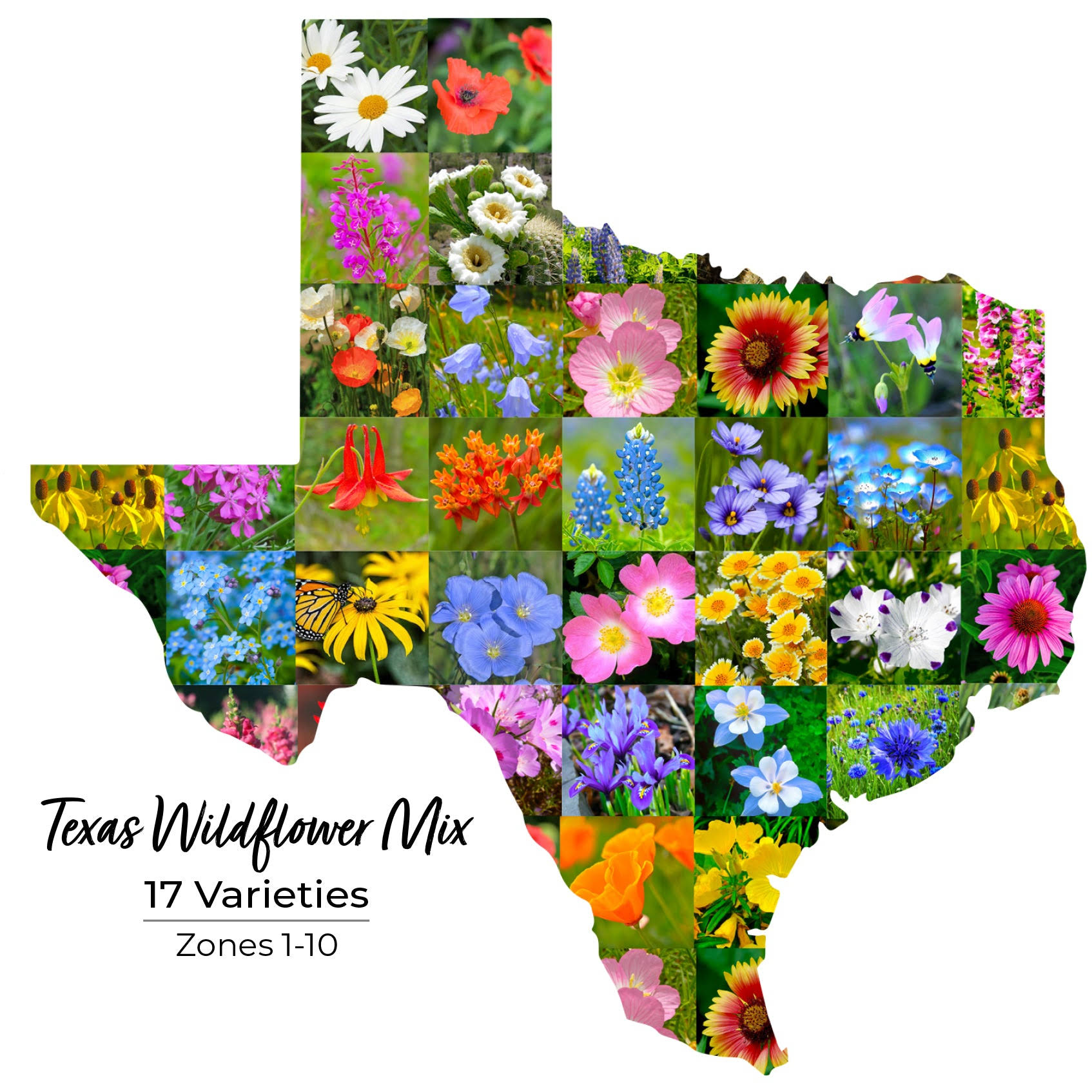 Texas Wildflower Seed Mix
