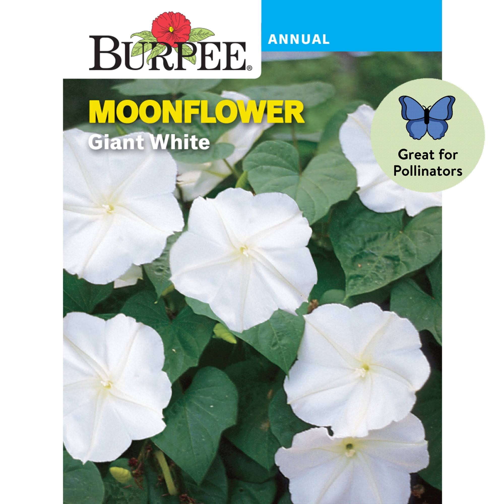 Burpee Giant White Moonflower Flower Seed - 1 Pack