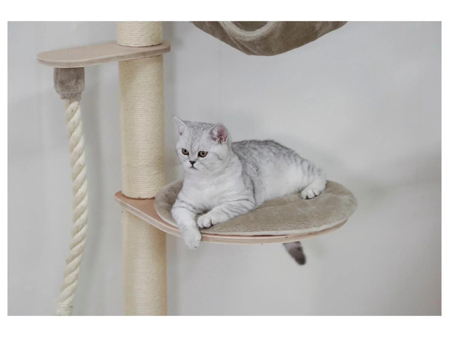 Kerbl Pet Arbre  chat mural Dolomit Grappa