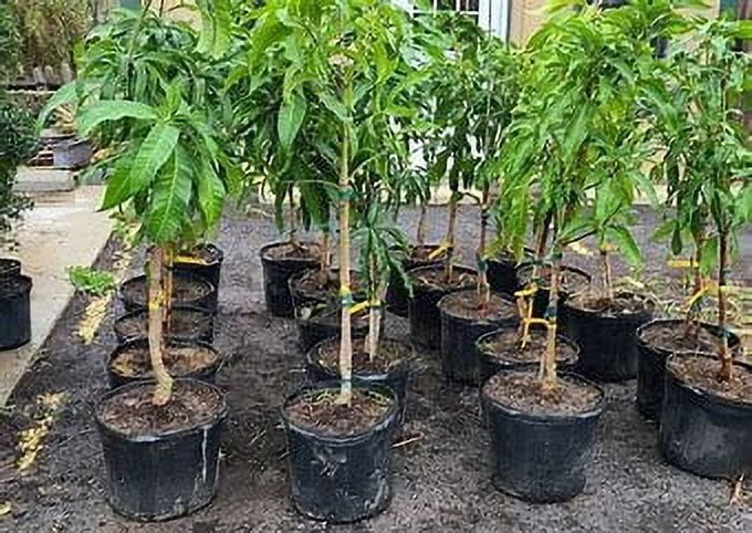 Valencia Pride MANGO TREE GRAFTED (2 - 4 Feet Tall). Ship to All States