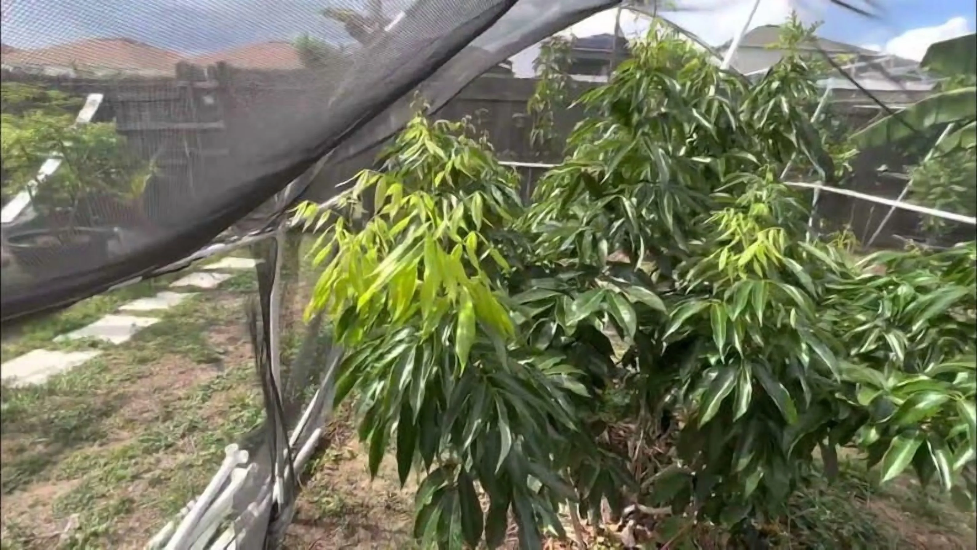 Biew Kiew Longan Air Layered. 2 - 4 Feet Tall. Ship to ALL STATES