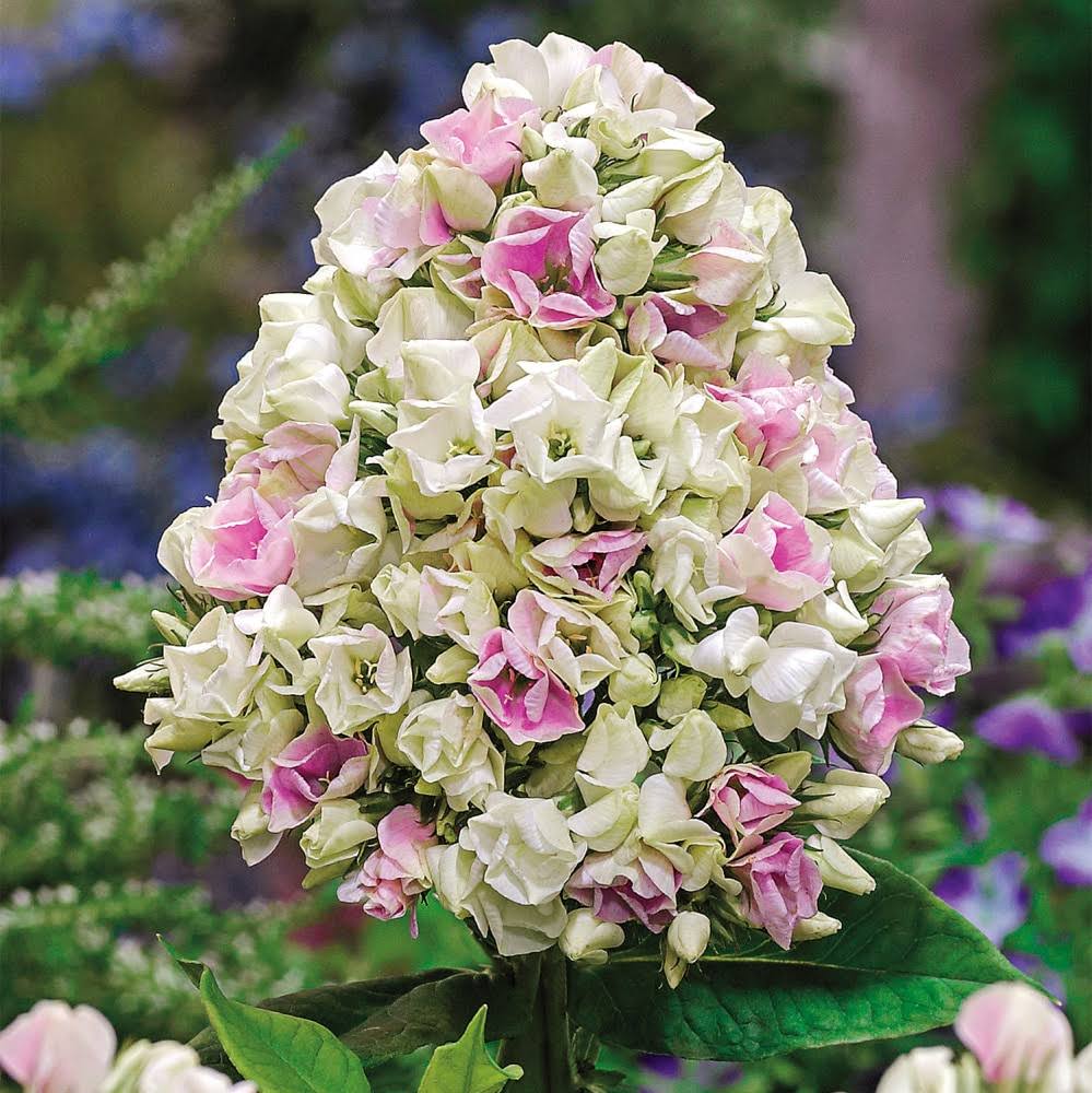 Gardens Alive! White Creme de La Creme Garden Phlox Perennial Plant in 1-Pack Bareroot | 69184