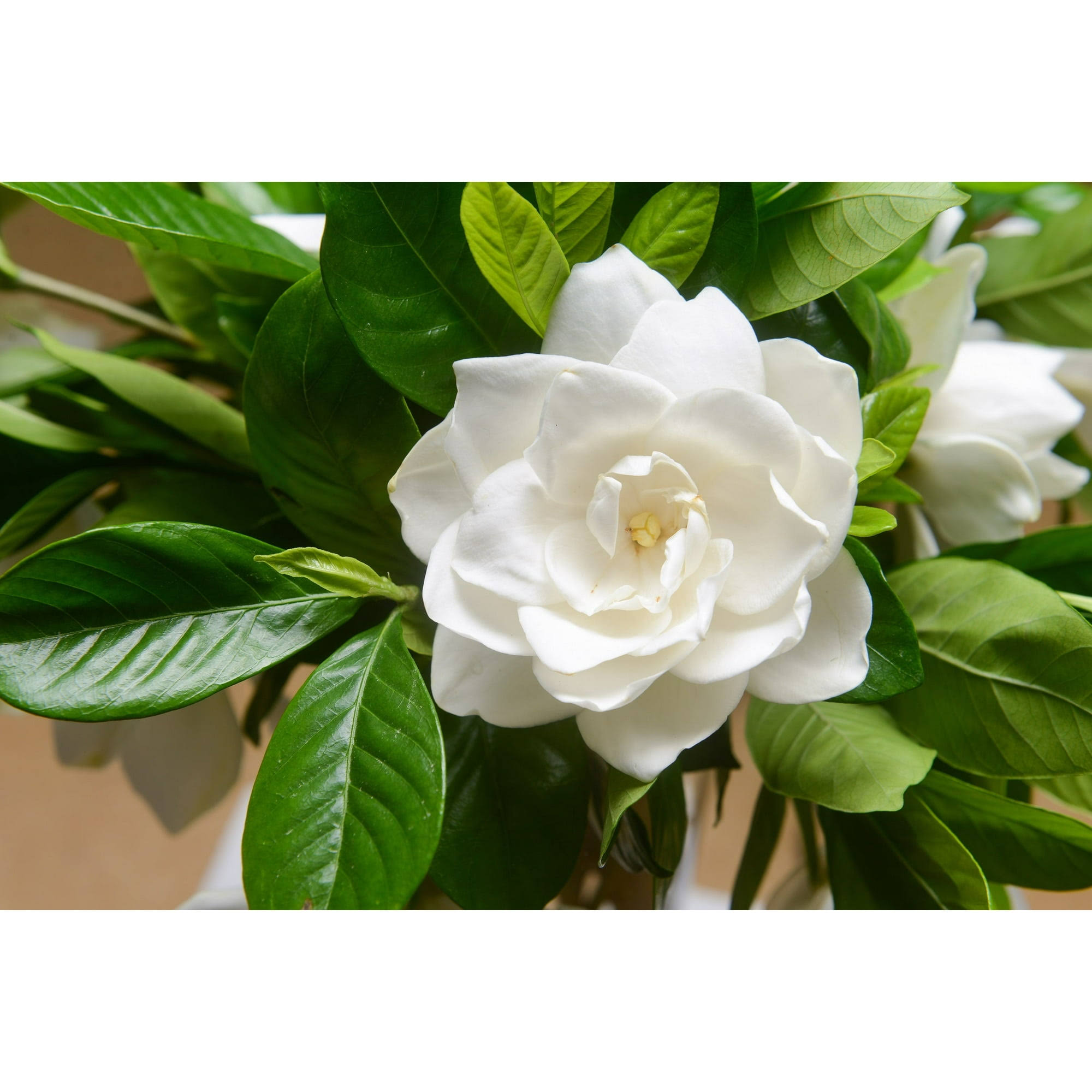 50 Gardenia Jasminiodes / Cape Jasmine Fragrant White Shrub Houseplant Flower Seeds