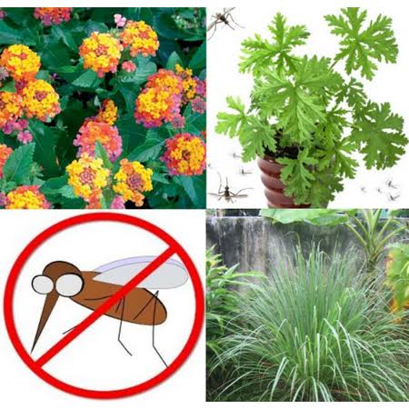 Mosquito Trio - 6 Mosquito Repellent Plants Three Varieties: 2 Citronella Plants, 2 Lemongrass, 2 Lantana Plants Individual 2.5 Pots, Green