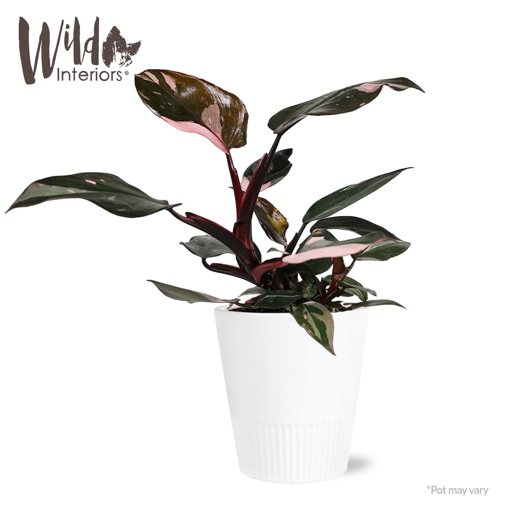 Wild Interiors Live Indoor Plant 12 inch Tall Pink Princess Philodendron in 5 inch Decorative Ceramic Pot, Size: 721 ml