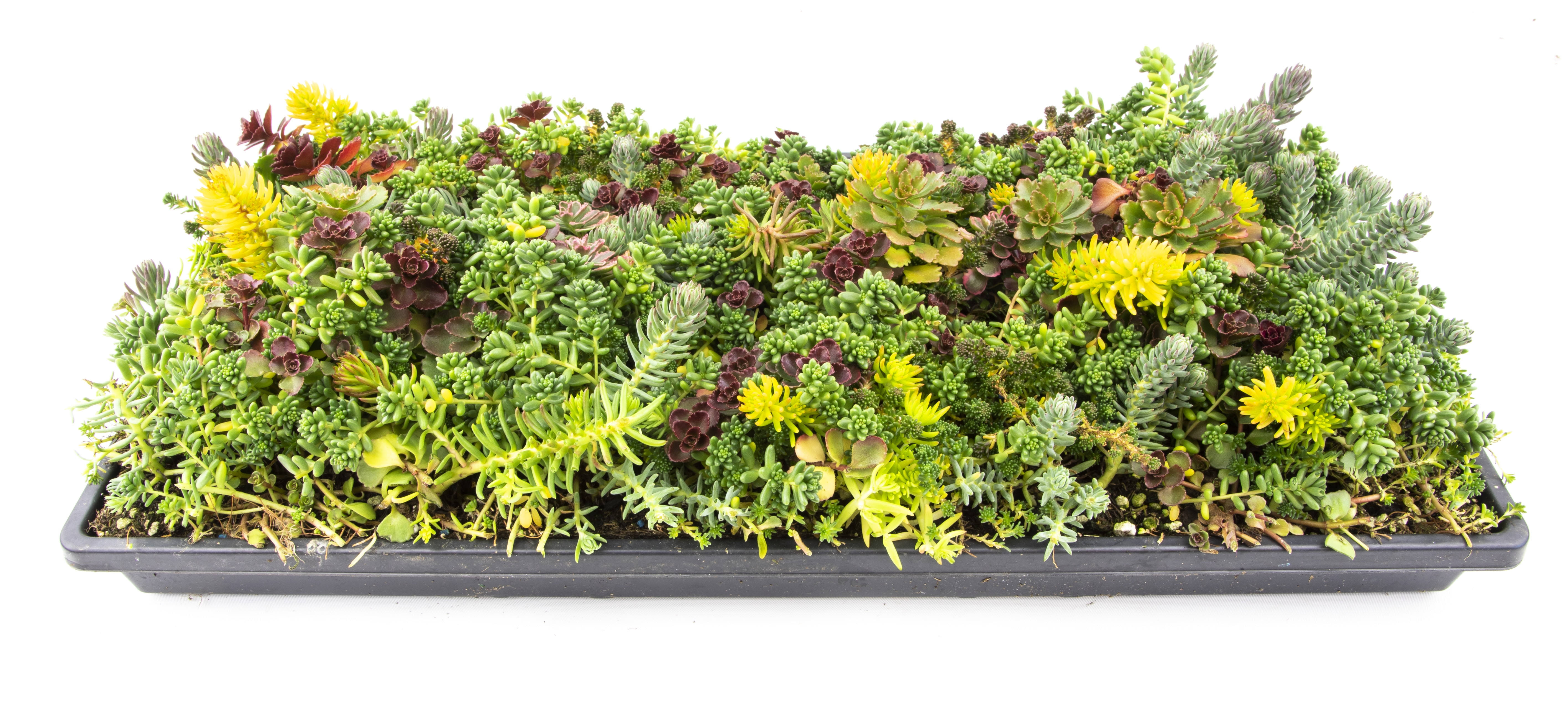 Altman Plants 10in by 20in Multicolored Sedum Mat Live Plant
