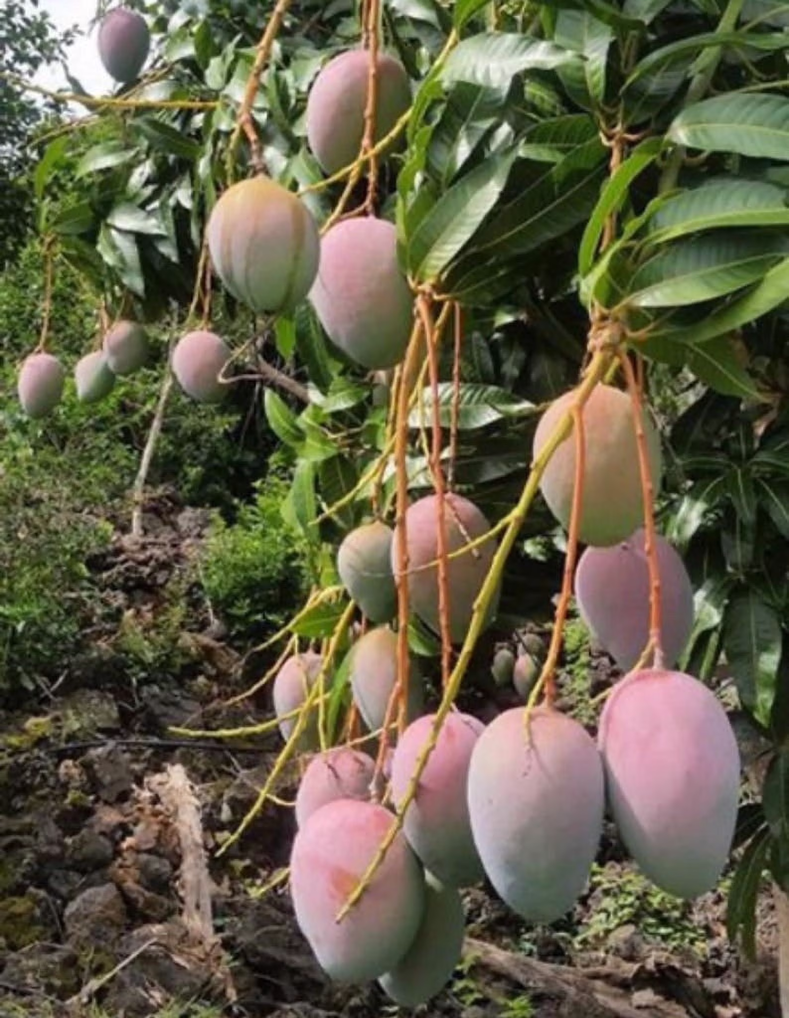 Hawaiian dwarf Mango TREE GRAFTED. Ships free to all states in 3 gallons pot, 1-2 years to fruit.