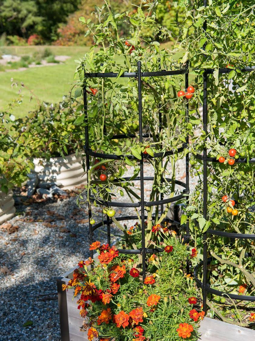 Gardener's Supply Company Titan Tomato Cages Set of 3