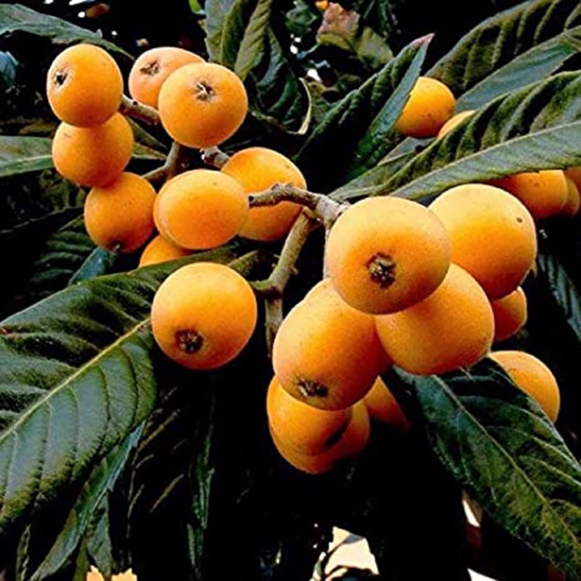 CHUXAY Garden 10 Loquat Fruit Seeds Japanese Plum Pipa Evergreen Shrub Tree Sweet Fruit Relieve Cough and Promote Fluid Gardening Gifts