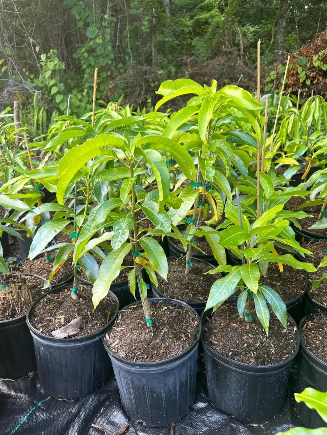 Valencia Pride MANGO TREE GRAFTED (2 - 4 Feet Tall). Ship to All States