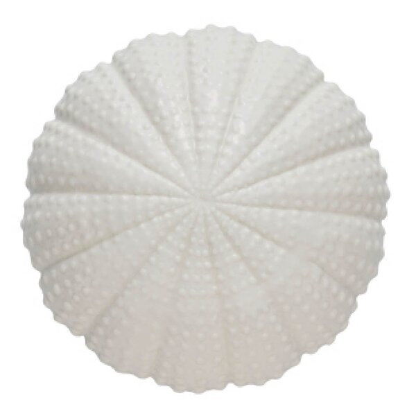 Shellille dekorasjon 8 cm hvit