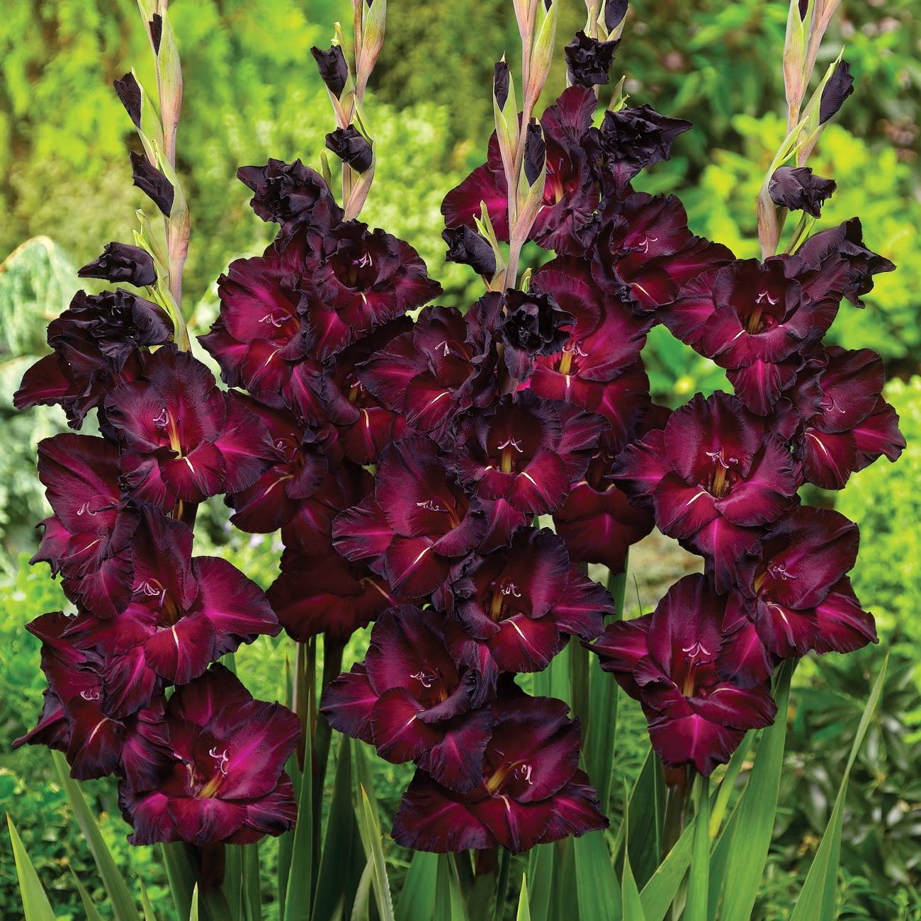 Van Zyverden Gladiolus Espresso Dormant Flower Bulb Partial Sun; 3-6hrs Black