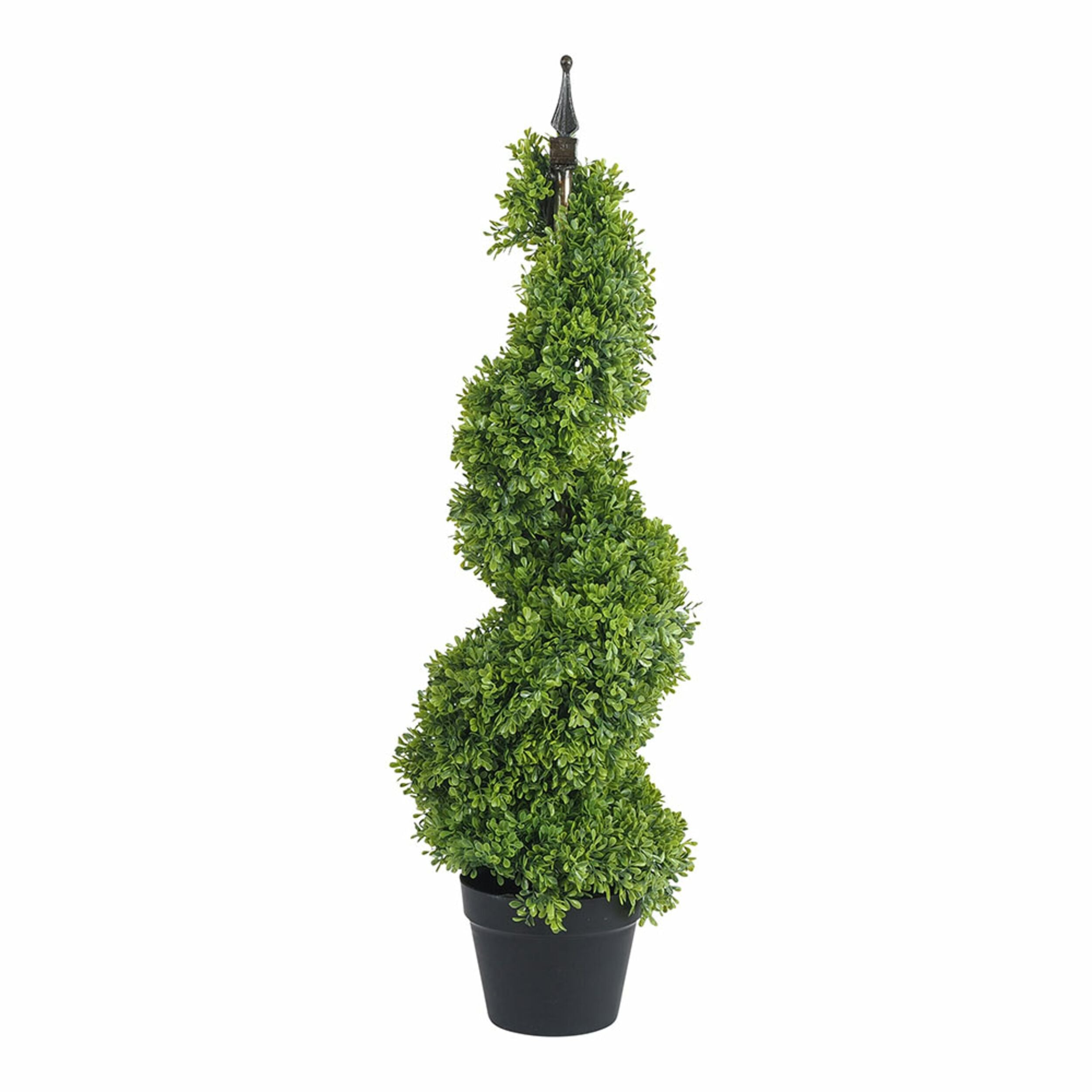 Eden Small English Box Plant