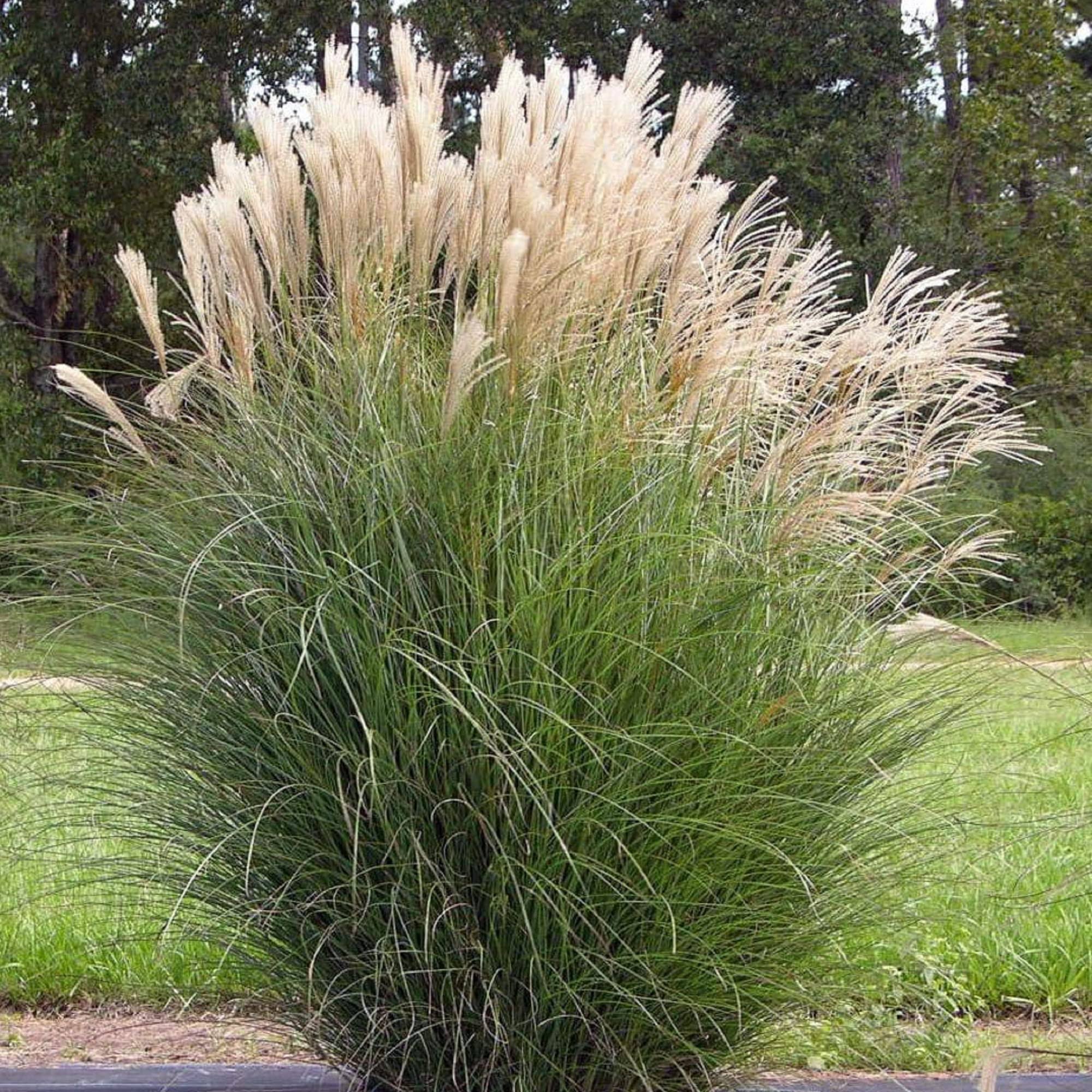 CHUXAY Garden Miscanthus Sinensis,Silver Maiden Grass 10 Seeds Hardy Spectacular Plumes Ornamental Grass Home Landscape Easy Grow