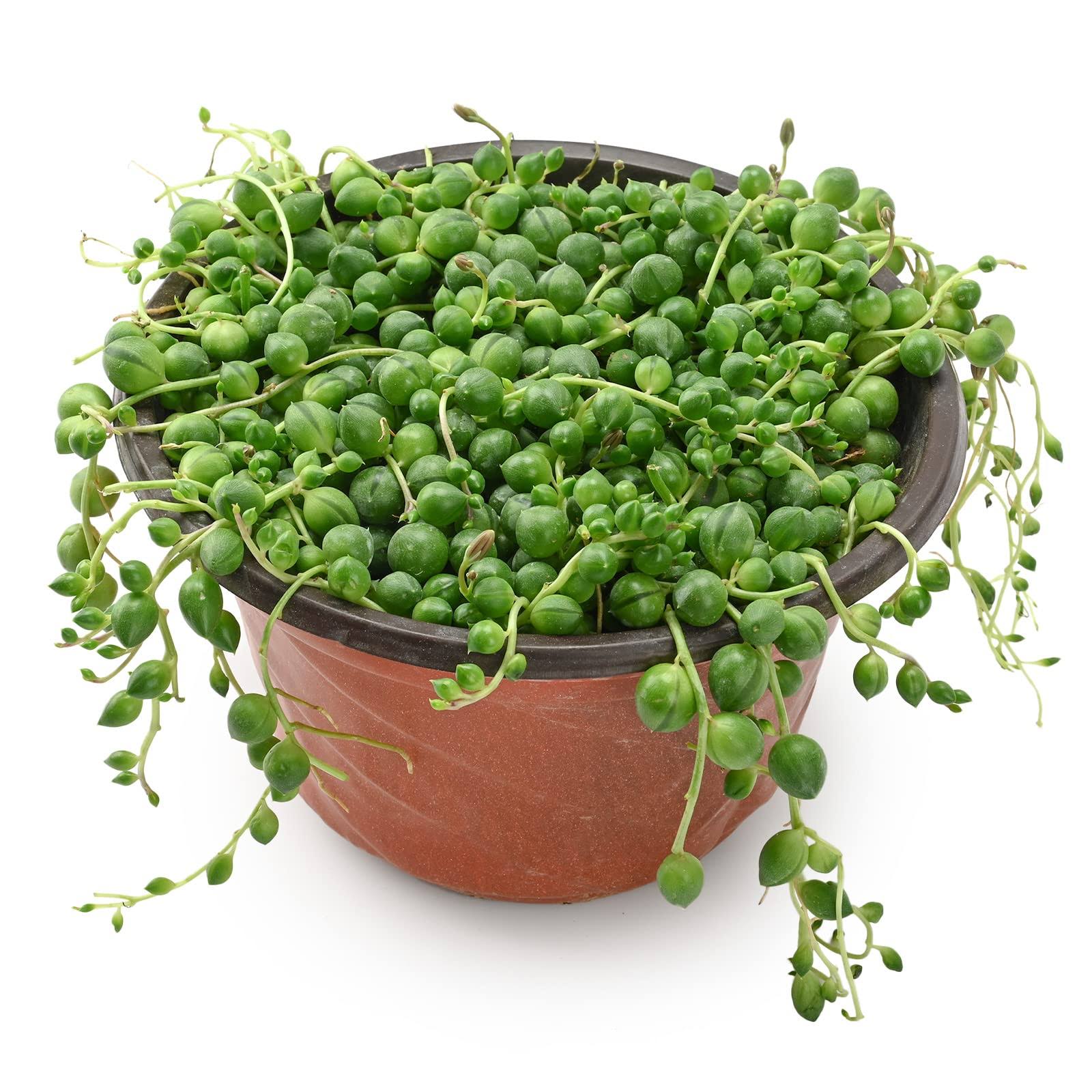 Sprout N Green 4