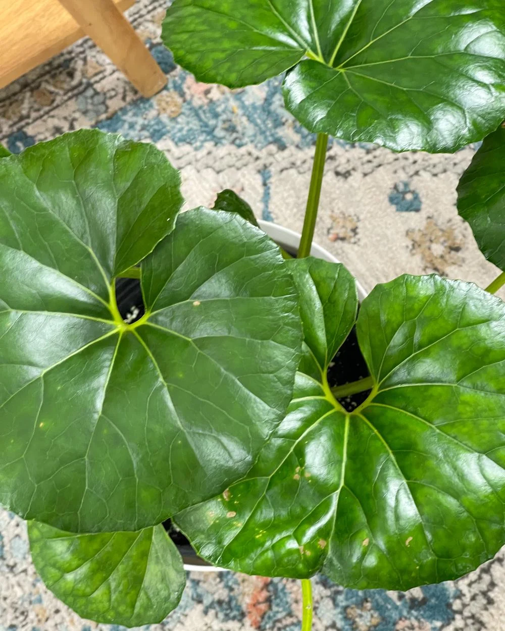 Gigantea Leopard Plant-Perennial-Attracts Pollinators 10" Pot - Image 7