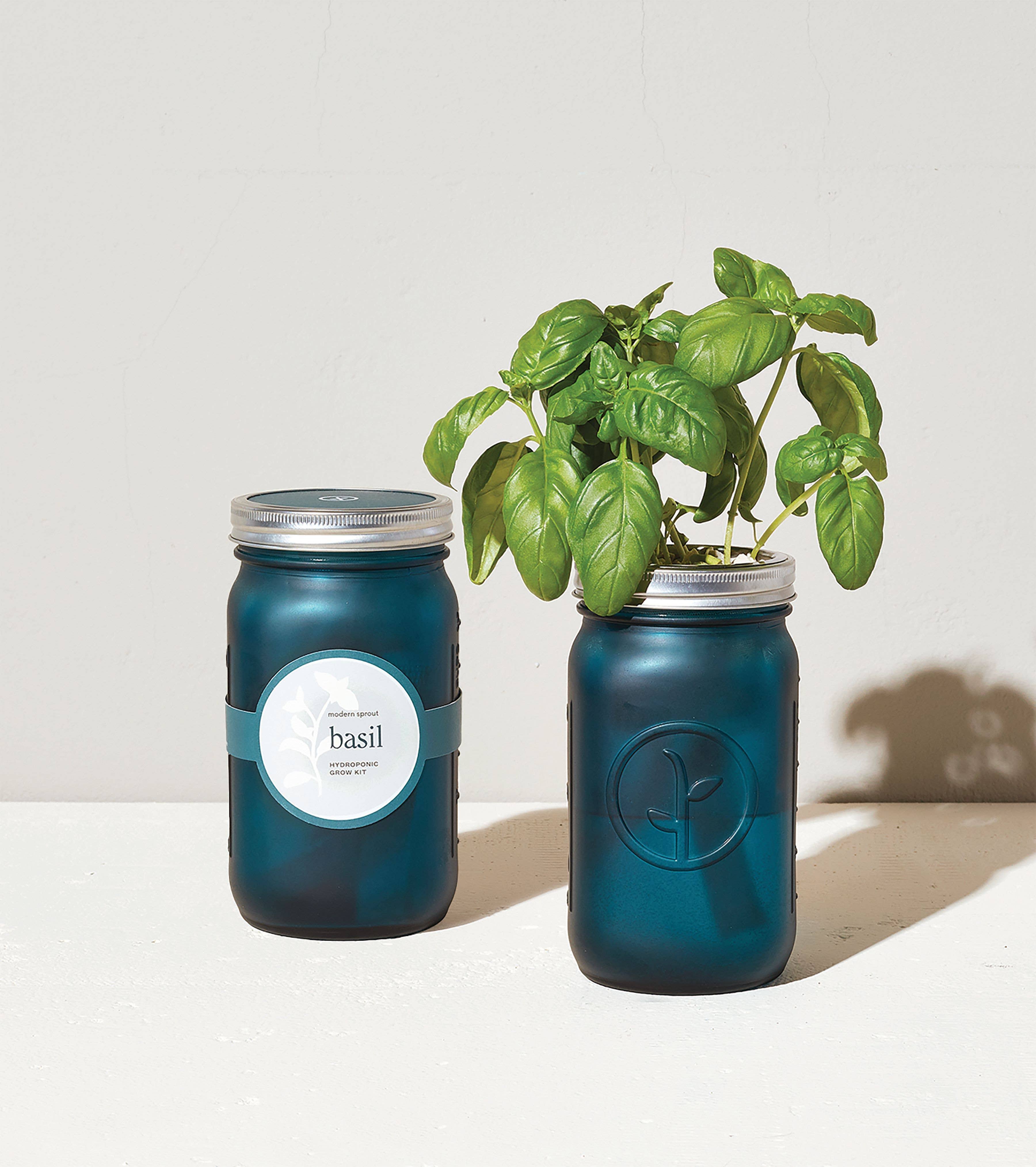 Modern Sprout Basil Garden Jar