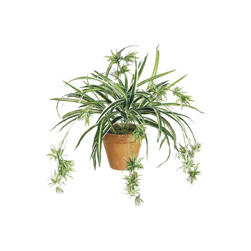 DwellingDesigns 34 inch Spider Plant X80 - Green and White - Qty of 12