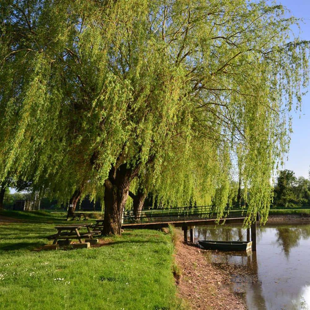 Plant Me Green LLC 5 gal. Weeping Willow Shade Tree