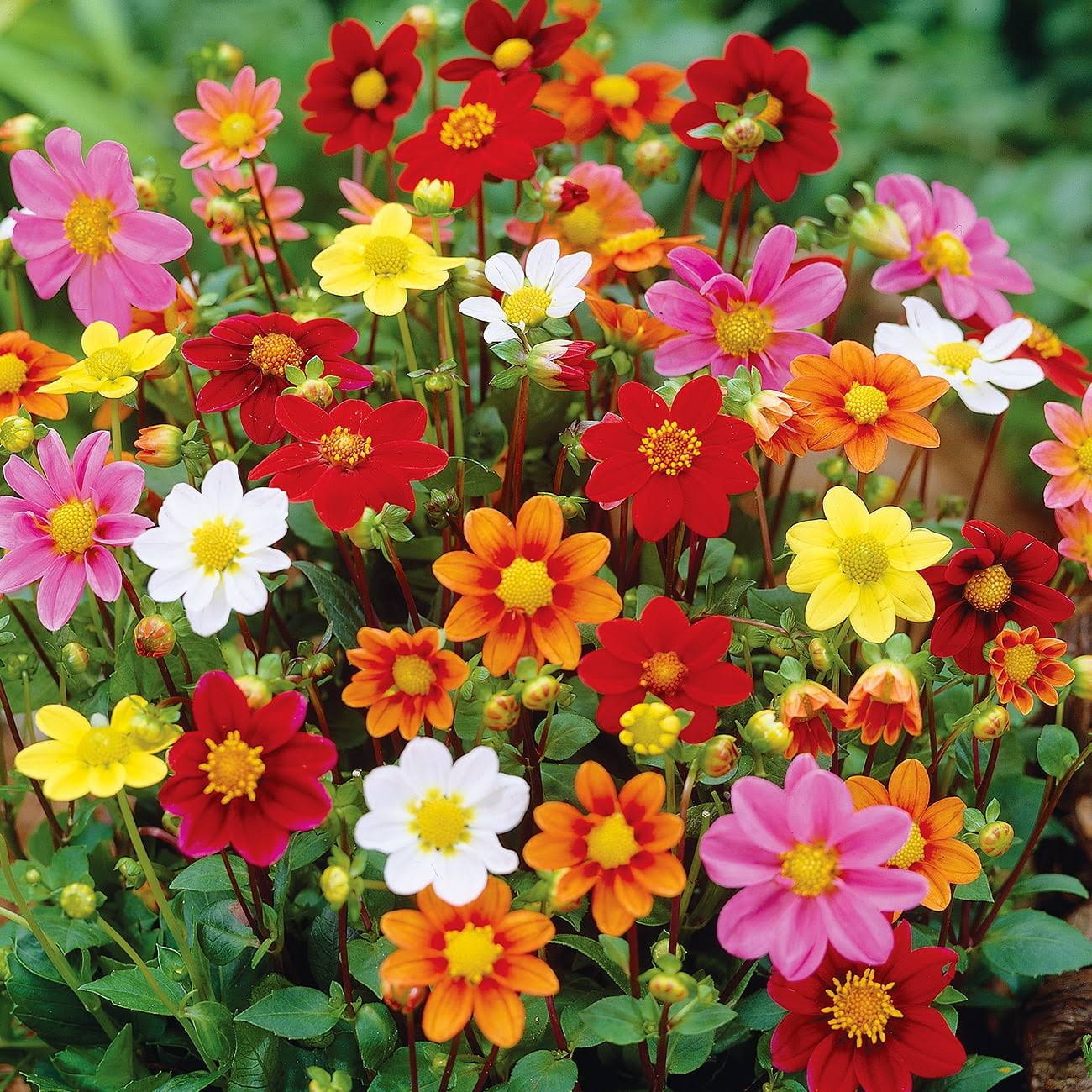 Van Zyverden Dahlia Border Mix Dormant Bulb Full Sun, Multi-Color