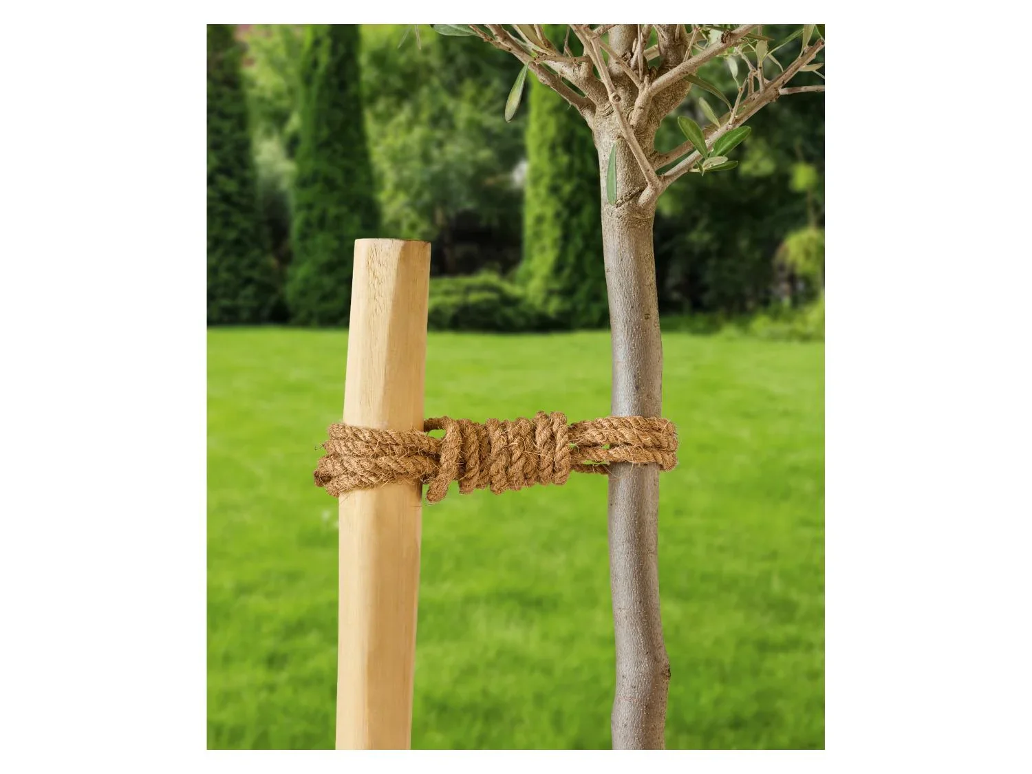 PARKSIDE Corde en coco, 100 m