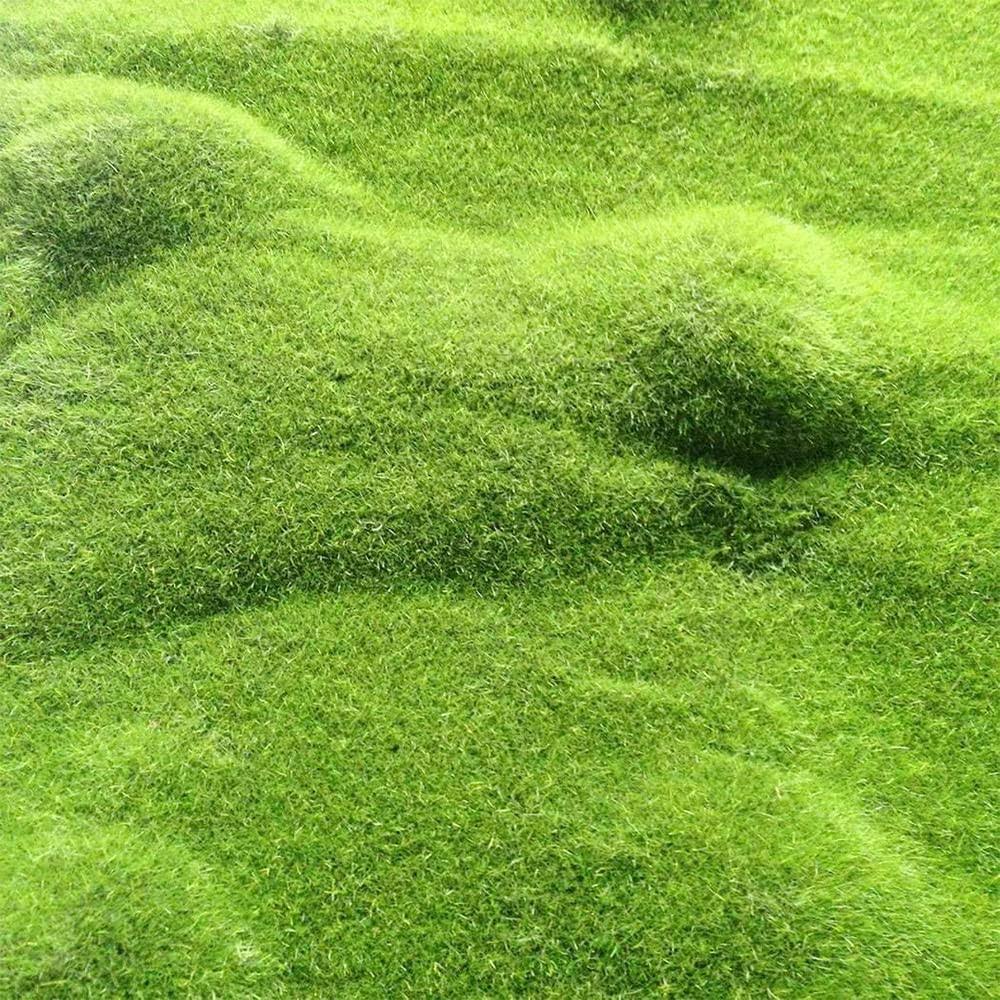 QAUZUY Garden 200+ Seeds Scottish Irish Moss Pearlwort Sagina Subulata Very Hardy Evergreen Perennial Ground Cover/Lawn Cover Low-Maintenance