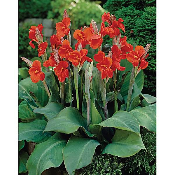 Van Zyverden Cannas The President Set of 6 Bulbs