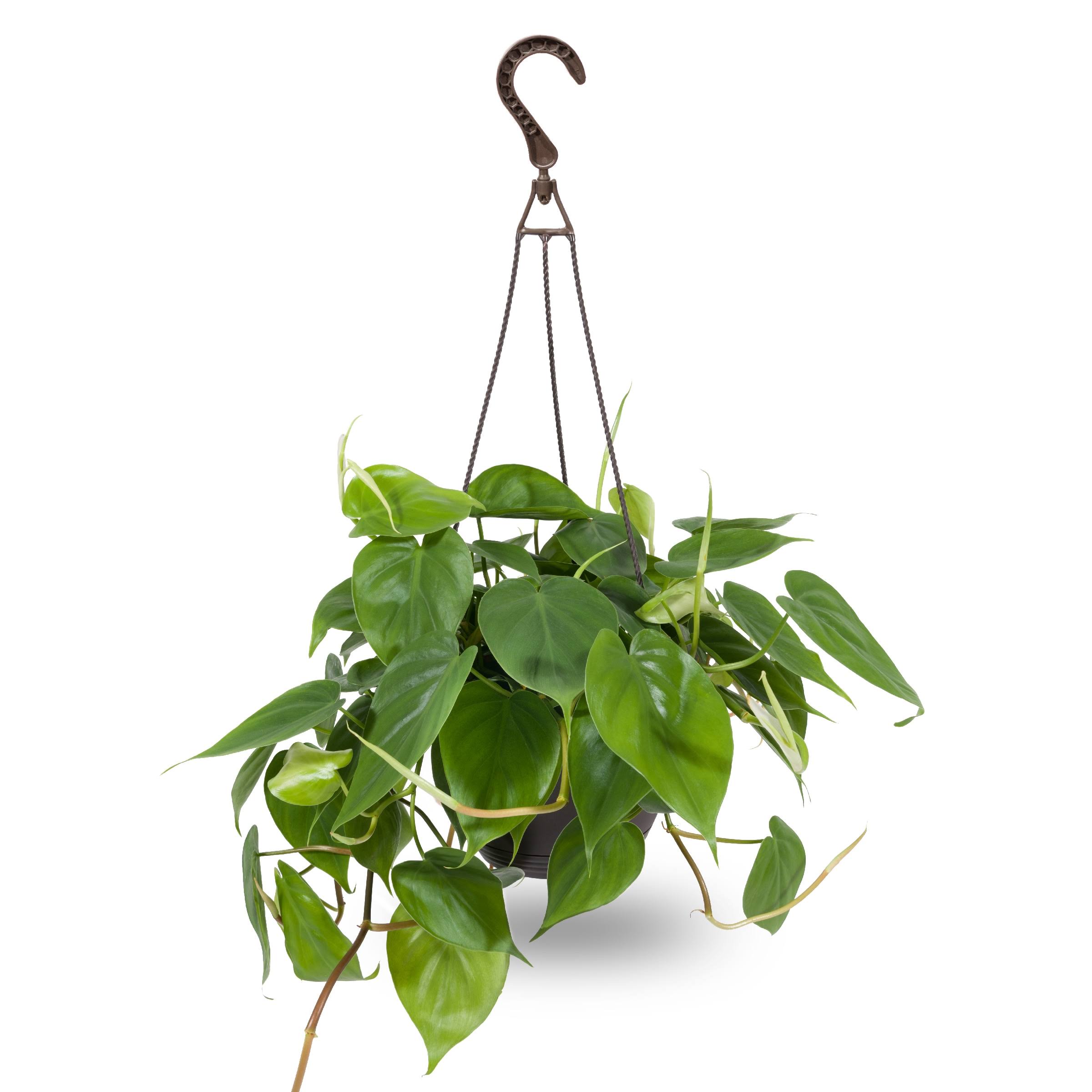 Exotic Angel Plants Tropical House Plant in 3-Quart Hanging Basket | HEGHB5