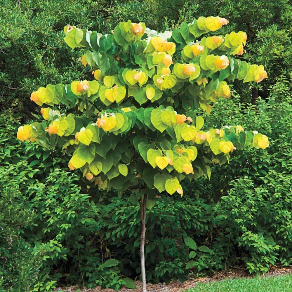 Spring Hill Nurseries The Rising Sun (Cercis) Live Bareroot Ornamental Tree Pink Flowers (1-Pack)