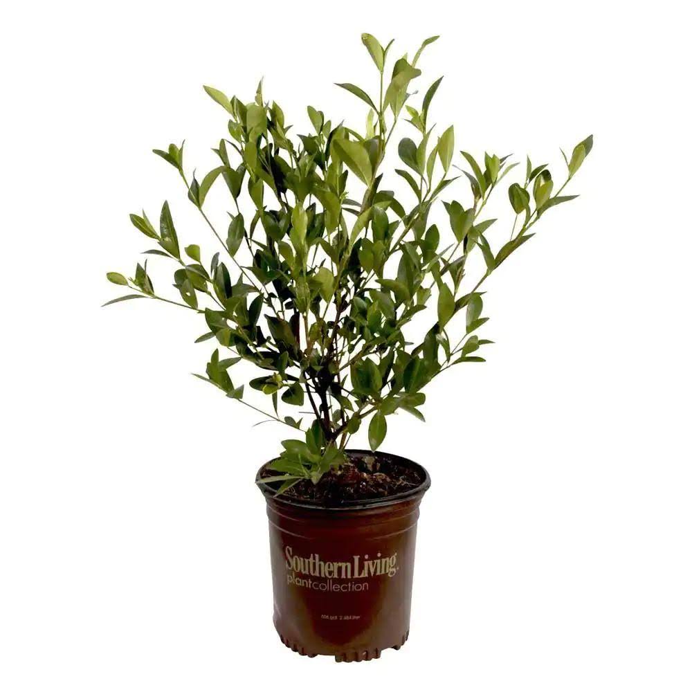 Southern Living 2.5 Qt. Jubilation Gardenia, Live Evergreen Shrub, White Fragrant Blooms