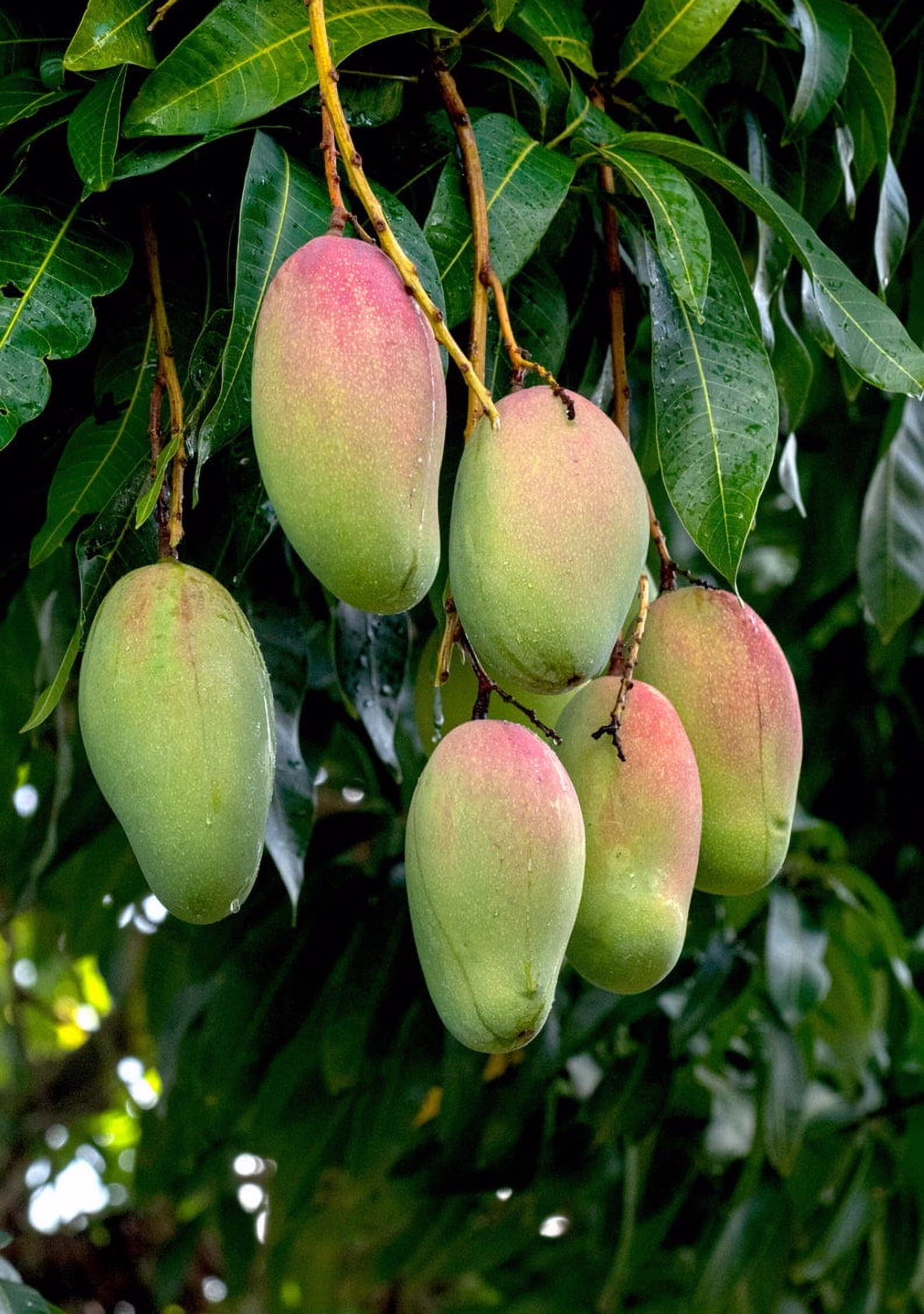 Valencia Pride MANGO TREE GRAFTED (2 - 4 Feet Tall). Ship to All States