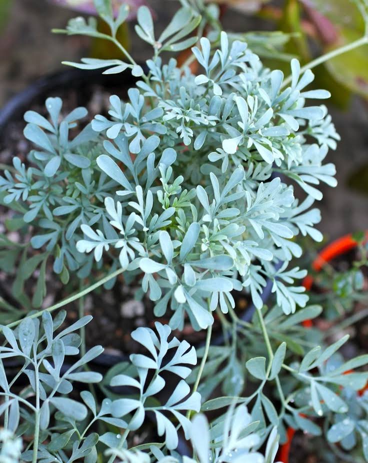 Common Rue - Ruta Graveolens - Shade Perennial - 100 Seeds