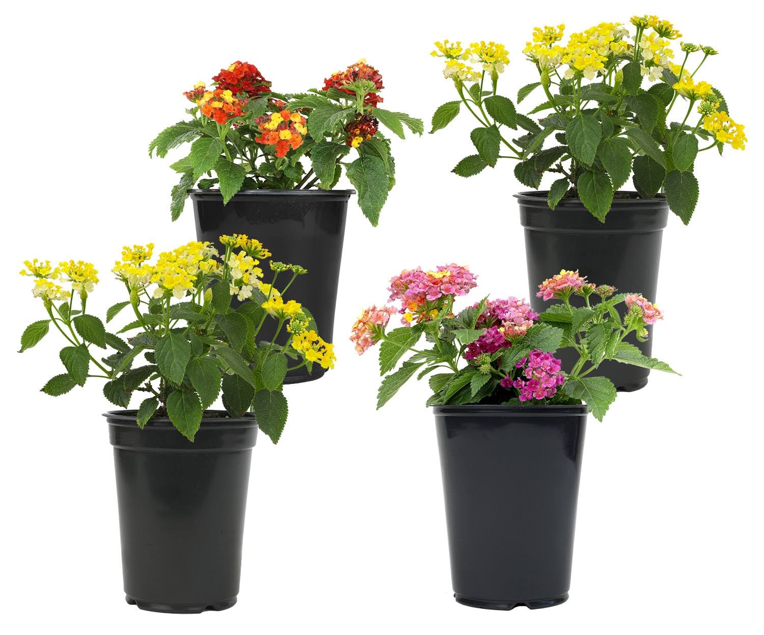 Altman Plants Lantana in 1.64-Pint Pot 4-Pack | 0881420