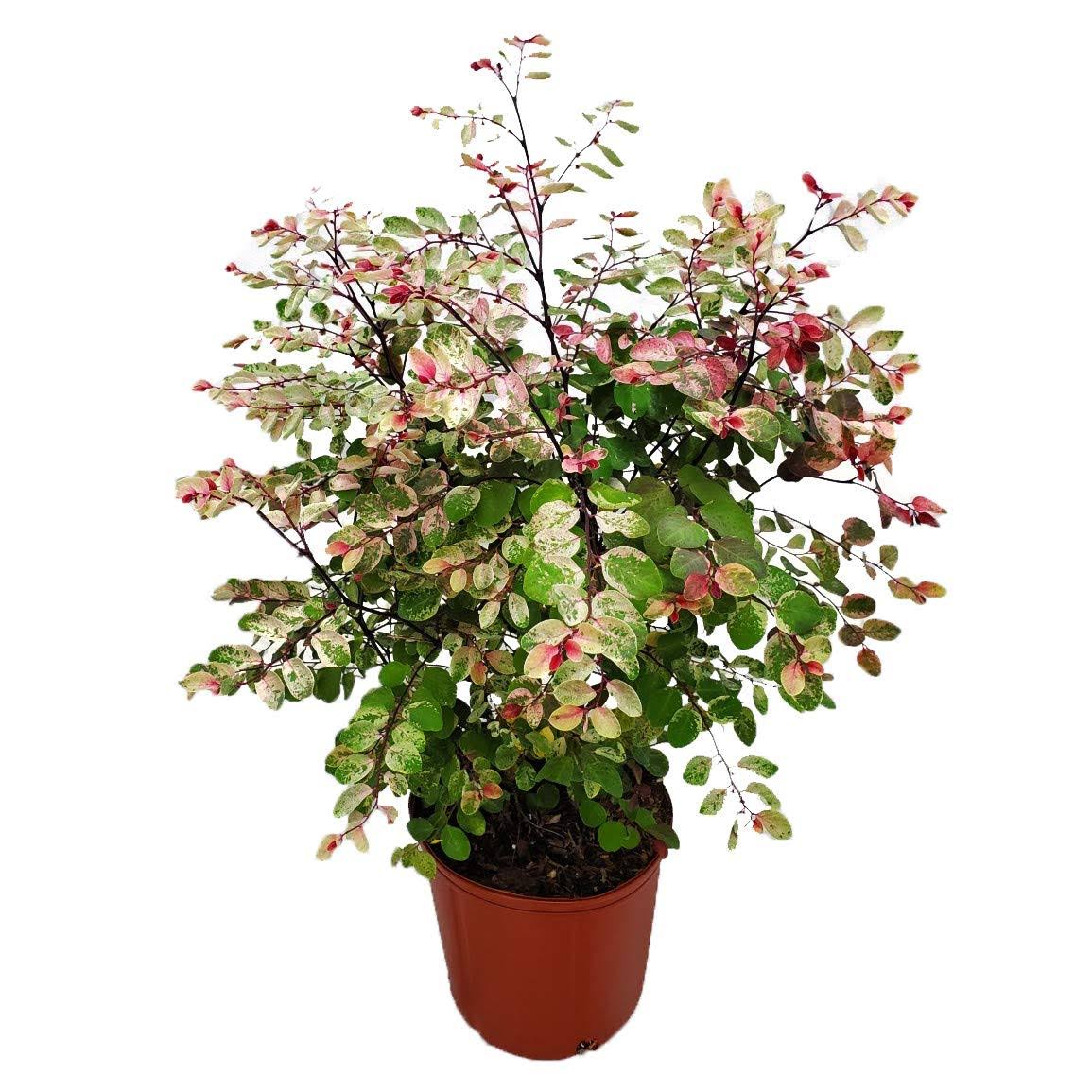 Tropical Plants of Florida 20 inch to 24 inch Snow On The Mountain Plant; Partial Shade, Foliage Plant, Growers Pot, Size: 3, Green