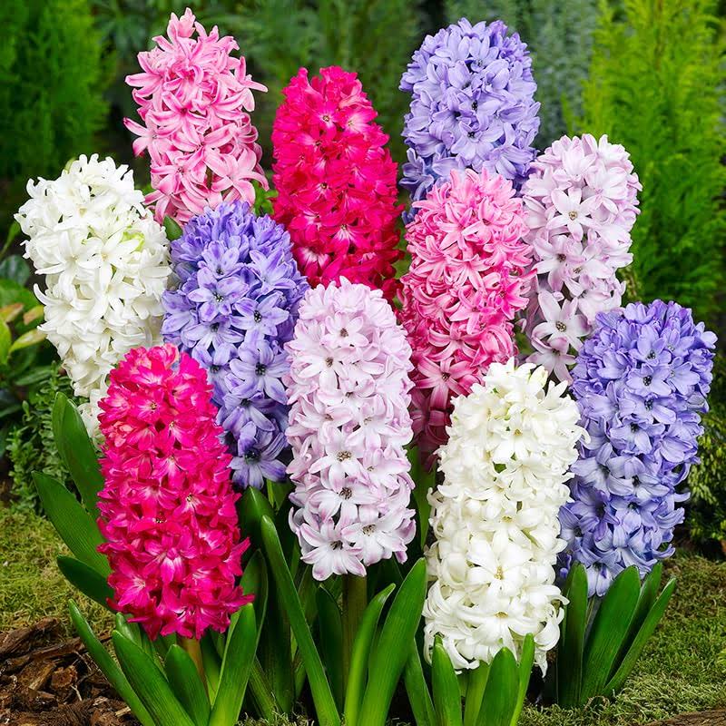 Willard & May Mixed Color Hyacinth Bulbs - 12 Bulbs - Fragrant Hyacinths