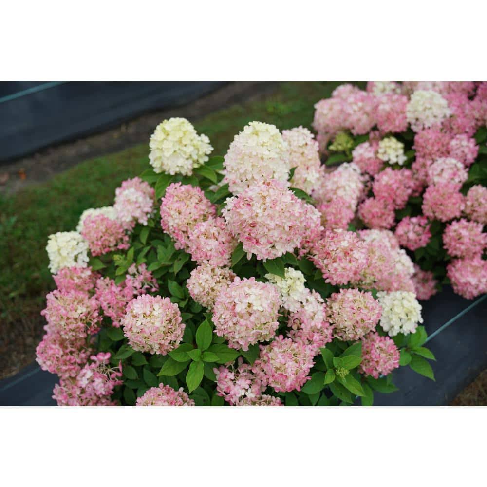 Proven Winners HDYPRC1206101 Quick Fire 'Fab' Hydrangea Live Plant, 1 gal, White and Pink Flowers